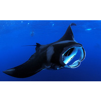 Tokyo Scuba Diving (DiveZone Tokyo)